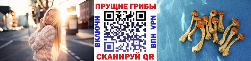 Купить закладки  Тейково  Галлюциногенные грибы GOLDEN TEACHER 